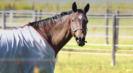 Waarom een professionele paardendeken wasmachine?